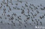 Dunlin (Calidris alpina)