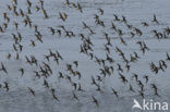 Bonte Strandloper (Calidris alpina)