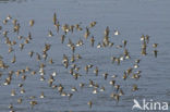 Bonte Strandloper (Calidris alpina)