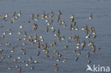 Dunlin (Calidris alpina)