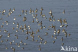 Bonte Strandloper (Calidris alpina)