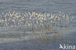 Bonte Strandloper (Calidris alpina)