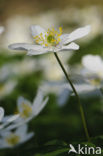 Wood Anemone (Anemone nemorosa)