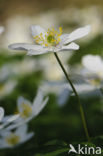 Bosanemoon (Anemone nemorosa)