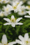 Bosanemoon (Anemone nemorosa)