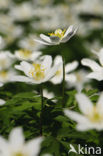 Bosanemoon (Anemone nemorosa)