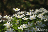 Bosanemoon (Anemone nemorosa)