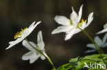 Bosanemoon (Anemone nemorosa)