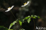 Wood Anemone (Anemone nemorosa)