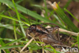Boskrekel (Nemobius sylvestris)