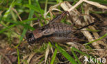 Boskrekel (Nemobius sylvestris)