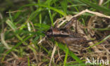 Boskrekel (Nemobius sylvestris)