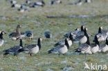 Brandgans (Branta leucopsis)