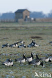 Brandgans (Branta leucopsis)