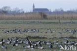 Brandgans (Branta leucopsis)