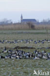 Brandgans (Branta leucopsis)