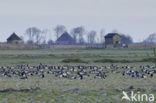 Brandgans (Branta leucopsis)