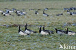 Brandgans (Branta leucopsis)