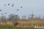 Brandgans (Branta leucopsis)