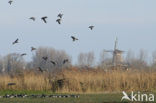 Brandgans (Branta leucopsis)