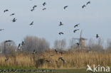 Brandgans (Branta leucopsis)