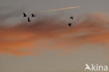 Barnacle Goose (Branta leucopsis)