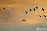 Brandgans (Branta leucopsis)