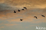 Brandgans (Branta leucopsis)