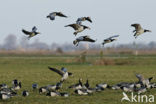 Brandgans (Branta leucopsis)