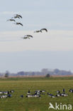 Brandgans (Branta leucopsis)