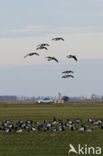 Brandgans (Branta leucopsis)