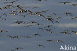 Brandgans (Branta leucopsis)