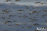 Brandgans (Branta leucopsis)