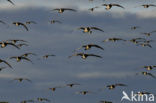 Brandgans (Branta leucopsis)