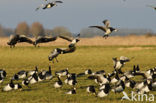 Barnacle Goose (Branta leucopsis)