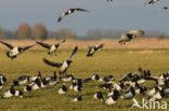 Barnacle Goose (Branta leucopsis)