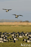 Brandgans (Branta leucopsis)