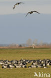 Barnacle Goose (Branta leucopsis)