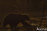 Brown Bear (Ursus arctos)