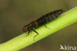 Brown Hawker (Aeshna grandis)