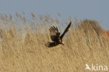 Bruine Kiekendief (Circus aeruginosus)