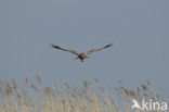 Bruine Kiekendief (Circus aeruginosus)