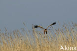 Bruine Kiekendief (Circus aeruginosus)