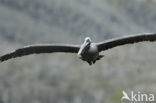 Bruine pelikaan (Pelecanus occidentalis urinator)