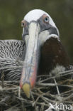 Bruine pelikaan (Pelecanus occidentalis urinator)