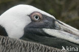 Bruine pelikaan (Pelecanus occidentalis urinator)