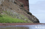 Brown pelican (Pelecanus occidentalis urinator)