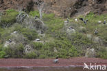 Bruine pelikaan (Pelecanus occidentalis urinator)