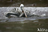 Bruine pelikaan (Pelecanus occidentalis urinator)