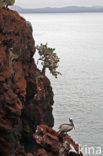 Bruine pelikaan (Pelecanus occidentalis urinator)
